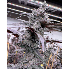 Lung Buster Solfire Gardens