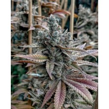Lemon Elixir Solfire Gardens