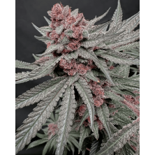 Terpgasm Solfire Gardens