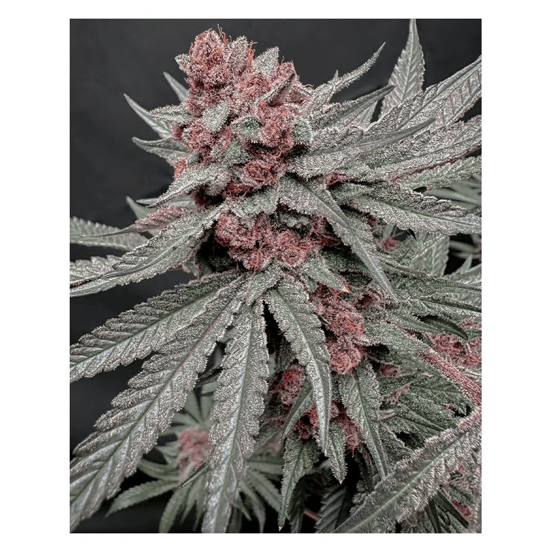 Terpgasm Solfire Gardens