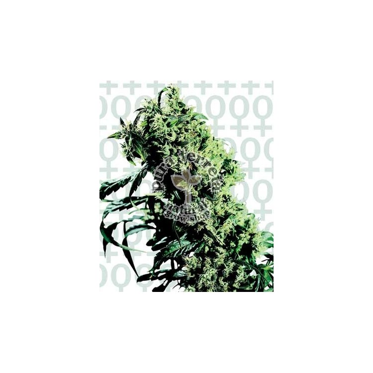 Northern Light 5 x Haze Sensi Seeds Bank