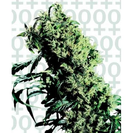Northern Light 5 x Haze Sensi Seeds Bank