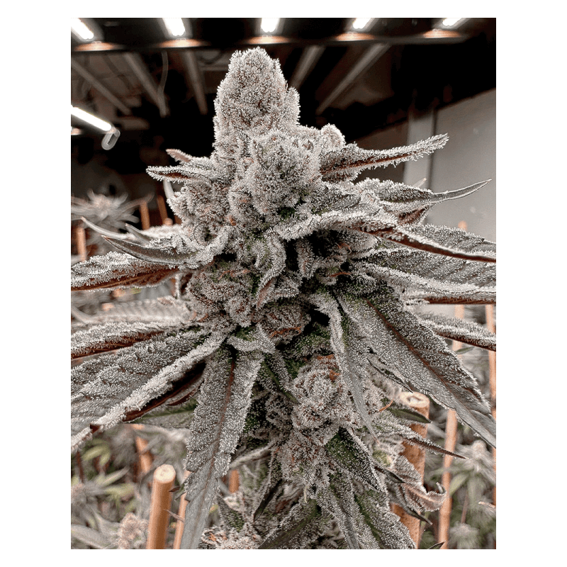 Yummy Yummy Solfire Gardens