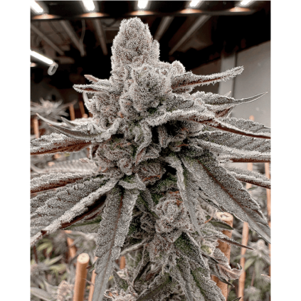 Yummy Yummy Solfire Gardens