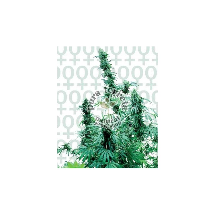Early Skunk Sensi Seeds Bank