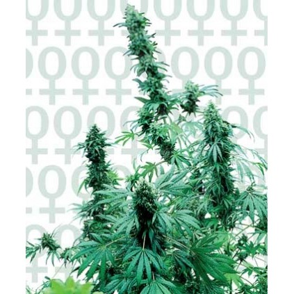 Early Skunk Sensi Seeds Bank