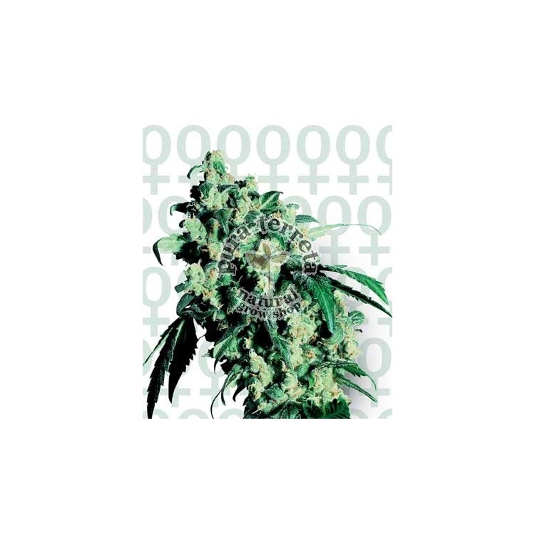 Super Skunk Sensi Seeds Bank