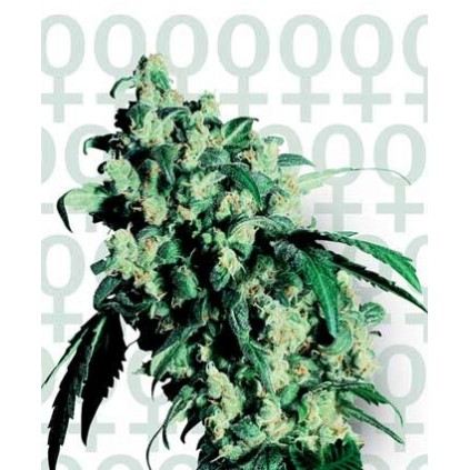 Super Skunk Sensi Seeds Bank