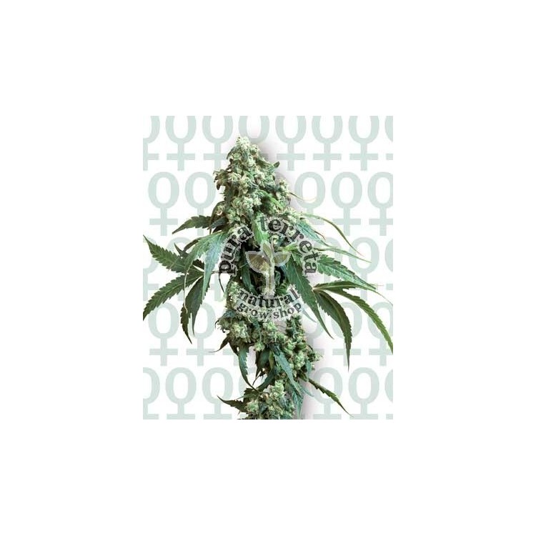 Jack Flash 5 Sensi Seeds Bank