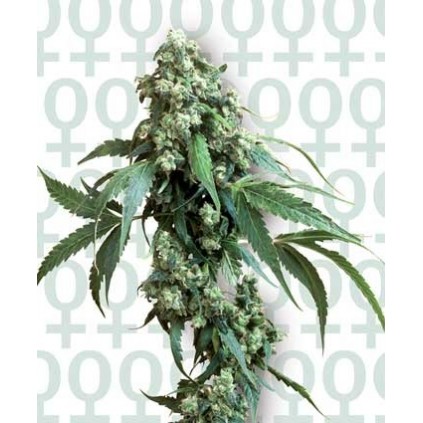 Jack Flash 5 Sensi Seeds Bank