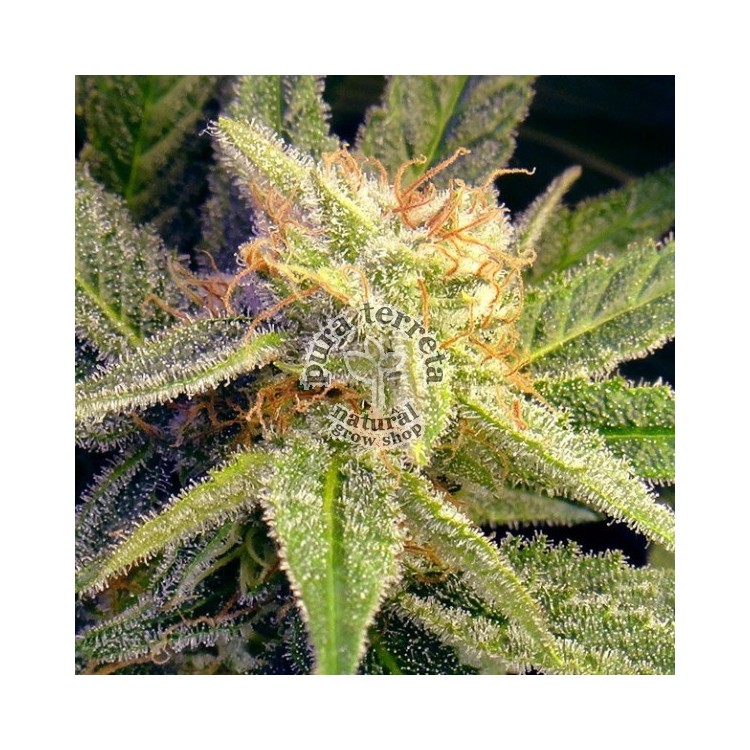 Blue Mystic Nirvana