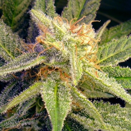 Blue Mystic Nirvana