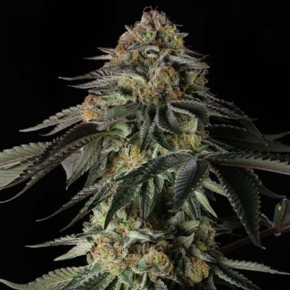 Rainbow gas Silent Seeds