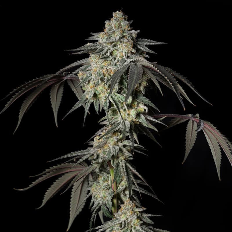 Mint Candy Silent Seeds