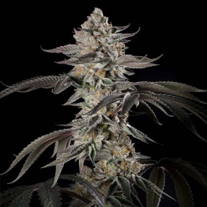 Cherry Essence Silent Seeds
