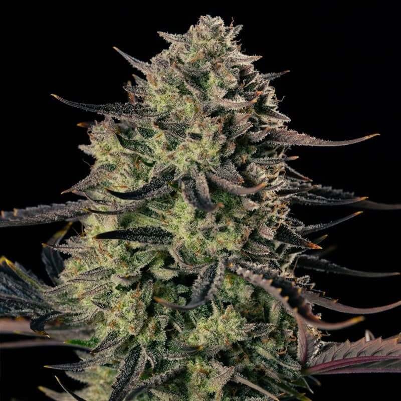 Alien Gas XXL Auto Silent seeds
