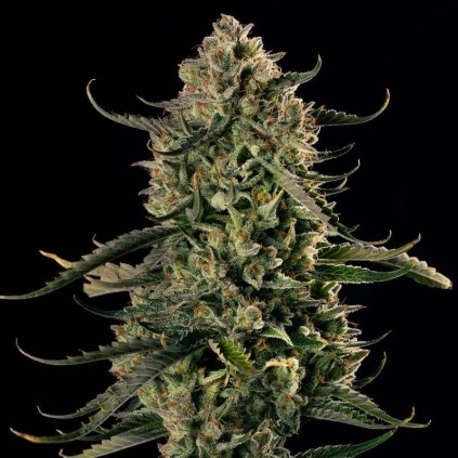 Mac Dawg XXL Auto Silent seeds