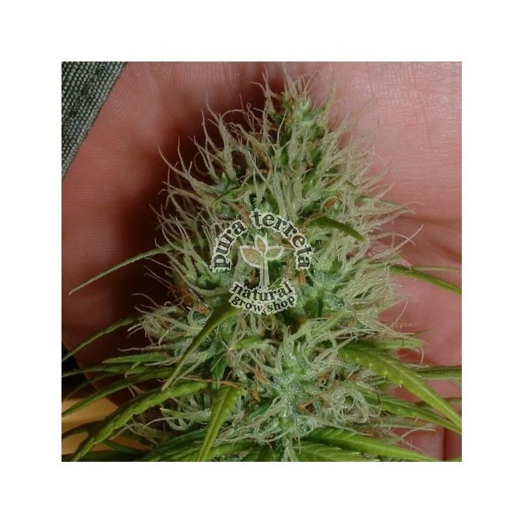 Chrystal Nirvana