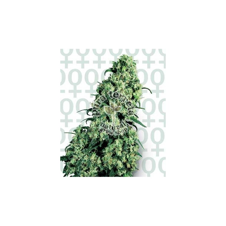 Skunk 1 Sensi Seeds Bank