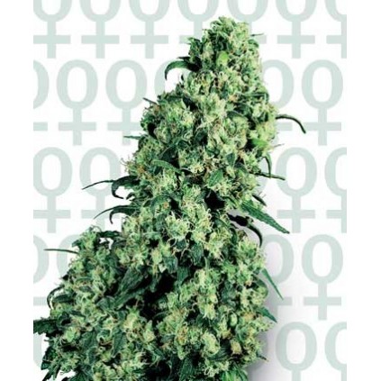 Skunk 1 Sensi Seeds Bank