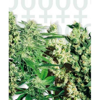 Feminised Mix Sensi Seeds Bank