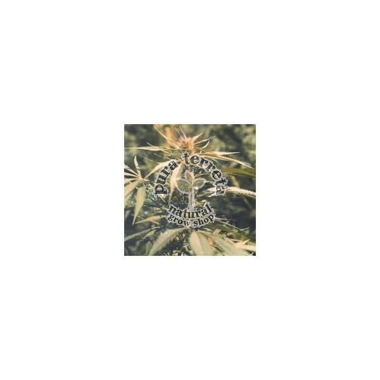 Hawaii Maui Waui Nirvana