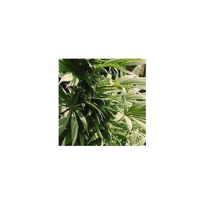 Indoor Mix Nirvana