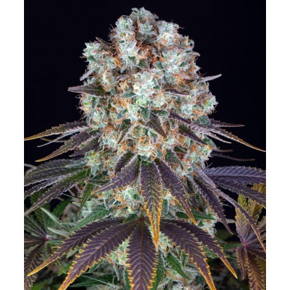 Bruce Banner Barney´s Farm