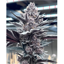 Pink Milk Solfire Gardens Últimas unidades