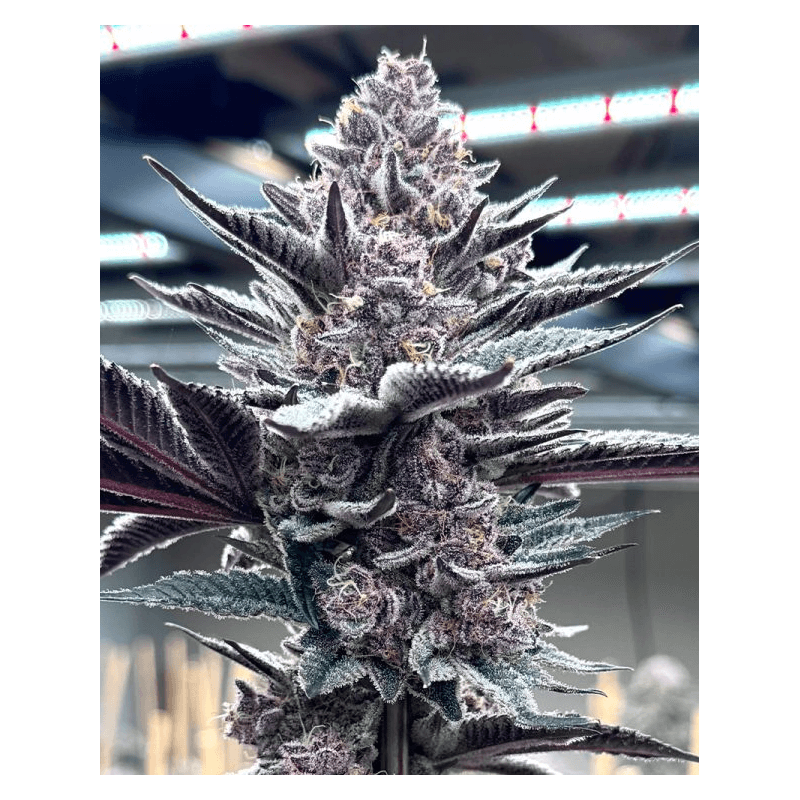 Pink Milk Solfire Gardens Últimas unidades