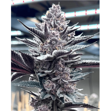 Pink Milk Solfire Gardens Últimas unidades
