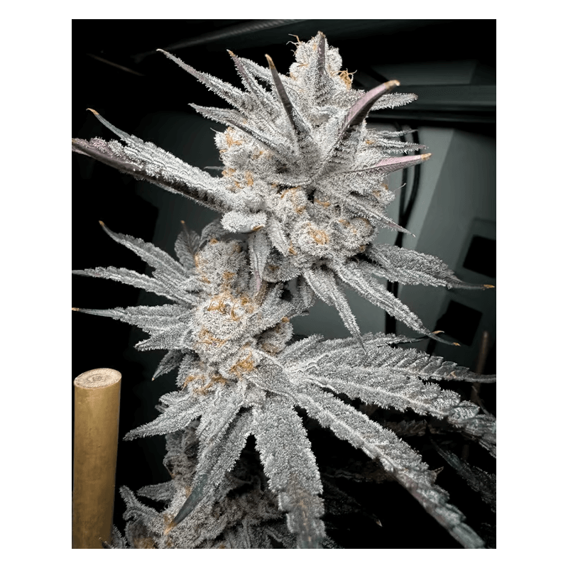 Trich Beast Solfire Gardens