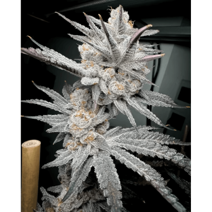 Trich Beast Solfire Gardens