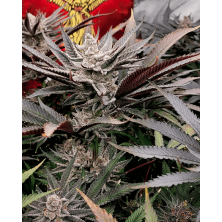 FX3 Solfire Gardens