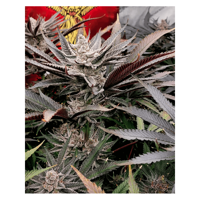 FX3 Solfire Gardens