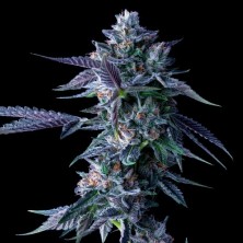 Chocolope Dna Genetics