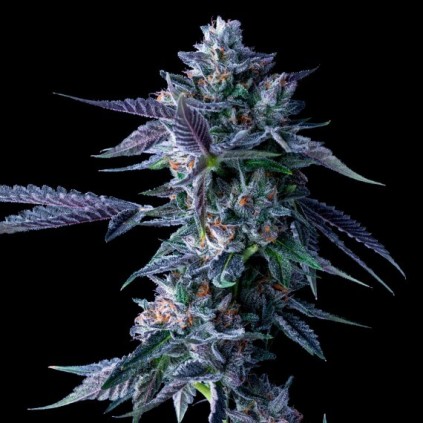 Chocolope Dna Genetics