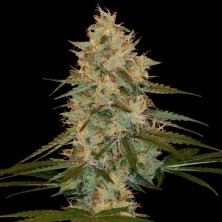 Chocolope Kush Dna Genetics