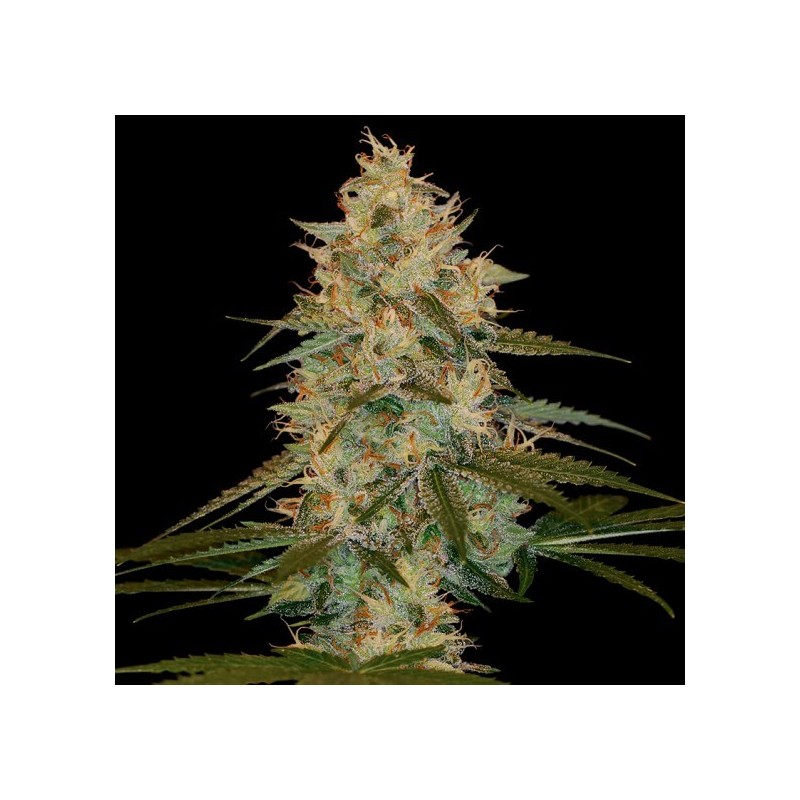 Chocolope Kush Dna Genetics
