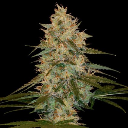 Chocolope Kush Dna Genetics