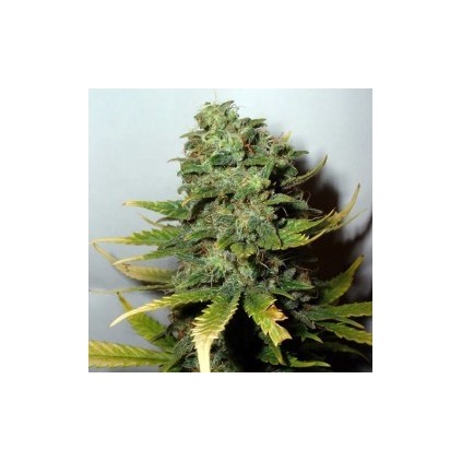 Super Skunk Nirvana