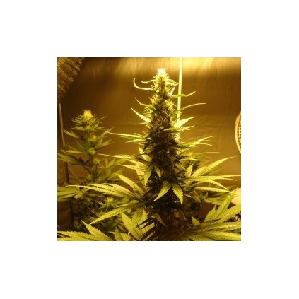 AK-48 Nirvana