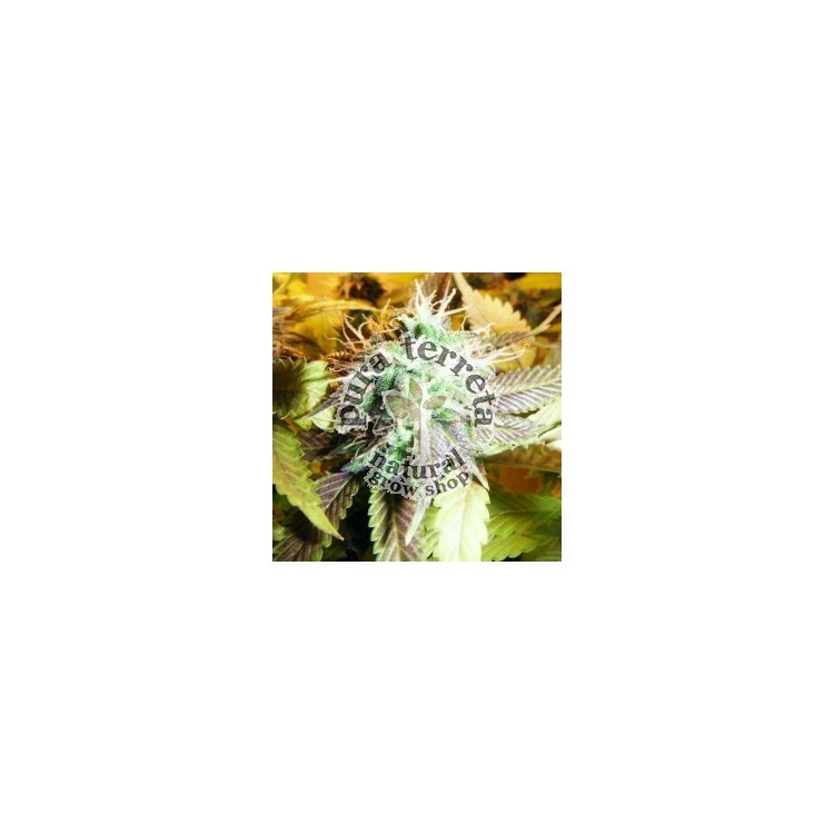 Aurora Indica Nirvana