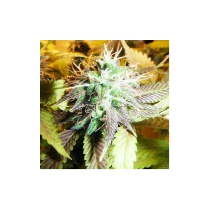 Aurora Indica Nirvana