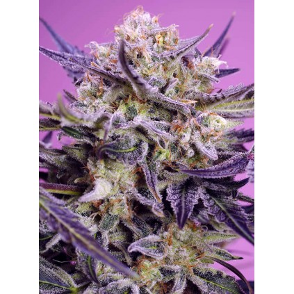 Pink Guava F1 Fast Version Sweet Seeds