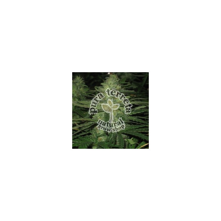 Northern Lights Auto Nirvana