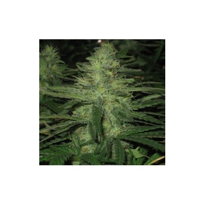 Northern Lights Auto Nirvana