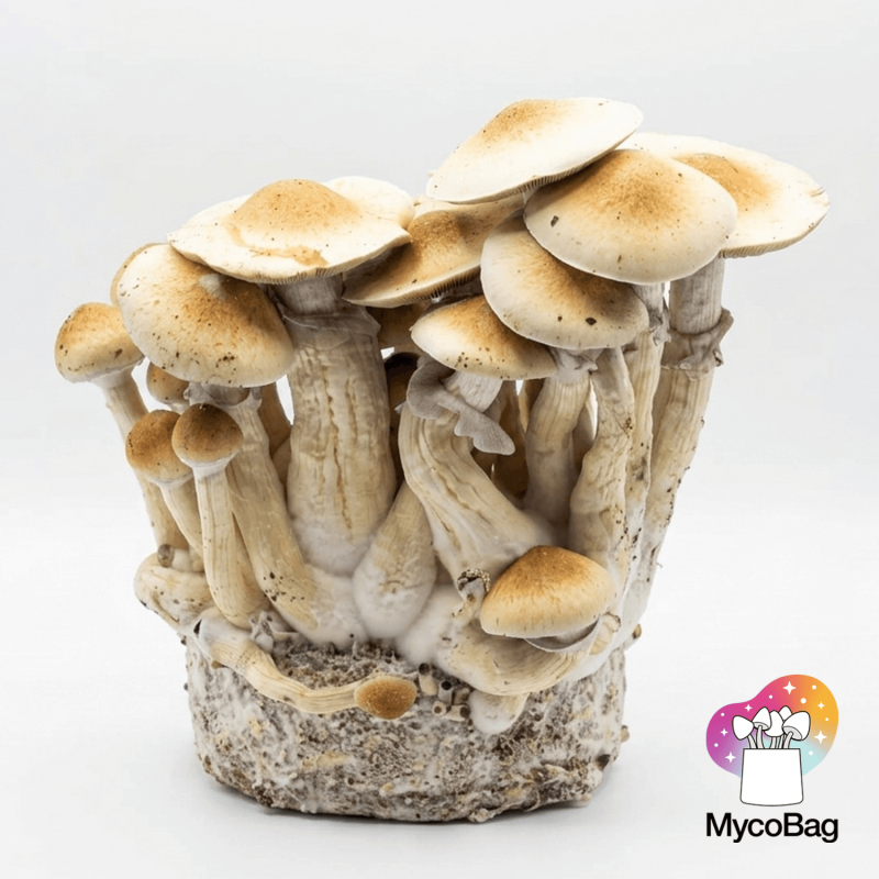 Cascadian Teacher Mycobag 400g