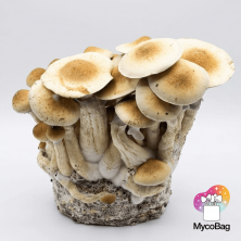 Cascadian Teacher Mycobag 400g