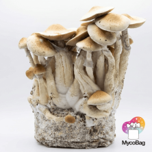 Cascadian Teacher Mycobag 400g